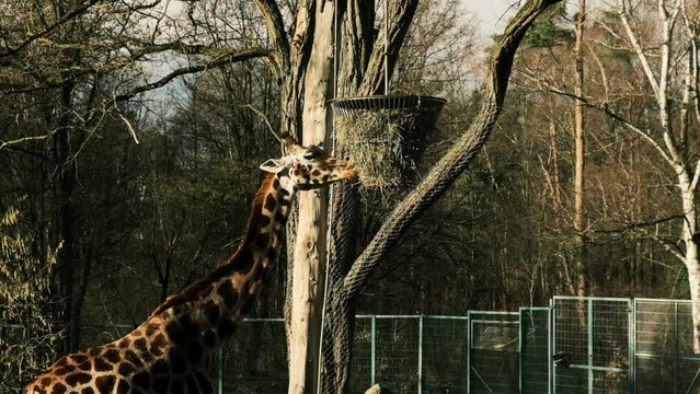 Giraffe eats tree branches from fod in Nuremberg zooprak, Germany