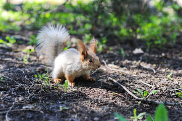 Naklejka na ściany i meble A squirrel hides supplies on the ground under a tree in a city park.