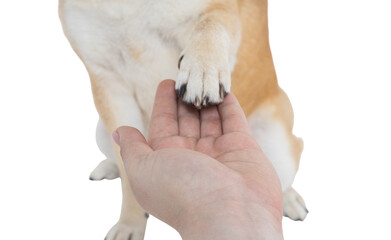 Female hand with dog paw isolated on white background, PNG