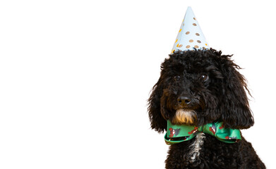 One funny dog isolated on white background, PNG