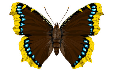 Vanessa antiopa with open wings seen from above adult specimen