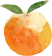 Orange cute fruit watercolor painting