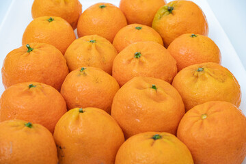 tangerine on a white background. How to choose, store and how much you can eat so as not to harm the body.