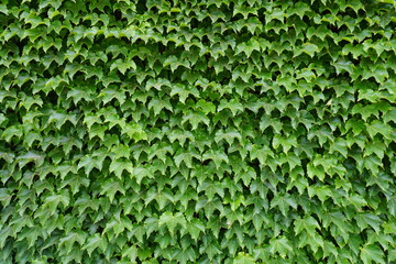 Obraz premium Nice green ivy wall