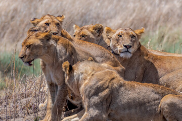 Fototapeta na wymiar Wild lionesses in the Serengeti National Park in the heart of Africa