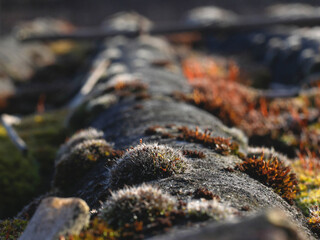 Close up of roof moss sporangium on a blurry background