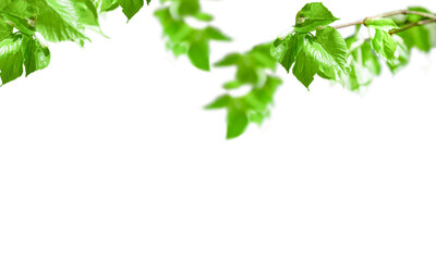 Tree branch with leaves isolated on white background with copy space.