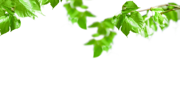 Tree branch with leaves isolated on white background with copy space.