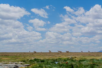 Fototapeta na wymiar Wild Thomson's gazelles in serengeti national park