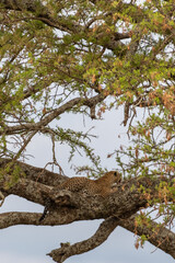 Wild leopard in Serengeti national park