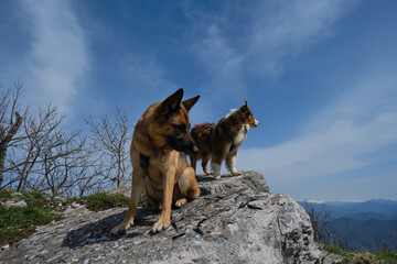 Australian and German Shepherd dog side by side on big stone on top of cliff against background of blue sky and snowy mountain peaks on warm spring day. Traveling concept and hiking with two dogs.