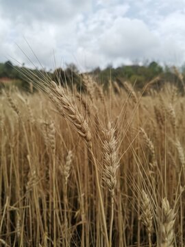 field of wheat