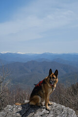 German Shepherd sits on big rock on top of cliff against blue sky and snowy mountain peaks on warm spring day. Dog wears red harness. Traveling concept and hiking with dog.