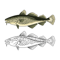 Codfish engraved drawing vector illustration