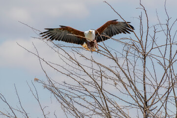 Wild birds in Serengeti National Park