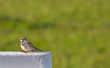 Sparrow eating at sunrise