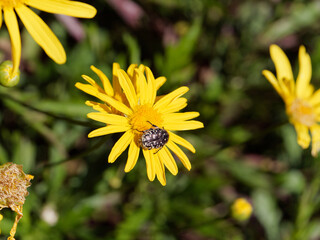Oxythyrea funesta on top a flower in a meadow