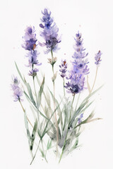Obraz premium Illustration of lavender flowers with white background. Generate by ai