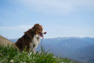 Traveling concept hiking in mountains with dog. Australian Shepherd sits in green clearing among primroses on warm spring day. Active healthy lifestyle. Pet poses against background of snowy peaks.