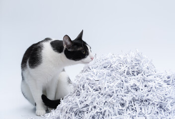 Kot biurowy dogląda zniszczonych w niszczarce papierowych dokumentów 