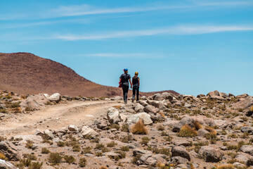 Wild fauna in the red lagoon in the bolivian altiplano