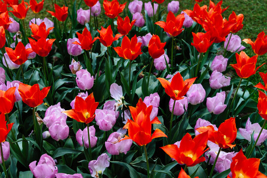 Field with assorted colors tulips. Colorful spring fresh dutch tulips. Nature background, red, pink, green and white