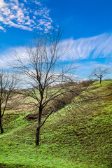 green hills with bare trees in early spring.