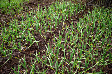  Early garlic plants on a ground in spring close up. organically cultivated garlic plantation in the vegetable garden. Small sapling of garlic. Garlic Plants on a Ground.