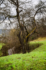 Obraz premium green hills with bare trees in early spring.