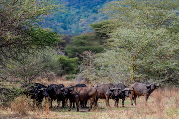 Naklejka na ściany i meble Wild buffalo in the savannah of Africa