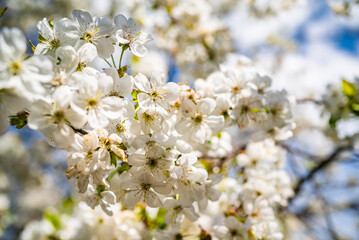 Fototapeta premium cherry blossom with white small flowers on a tree.