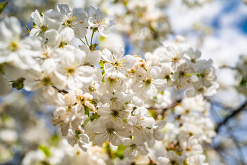 cherry blossom with white small flowers on a tree.