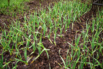  Early garlic plants on a ground in spring close up. organically cultivated garlic plantation in the vegetable garden. Small sapling of garlic. Garlic Plants on a Ground.