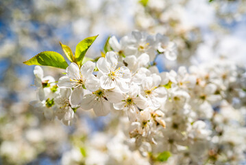 cherry blossom with white small flowers on a tree.