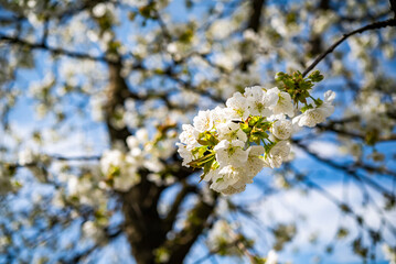 cherry blossom with white small flowers on a tree.