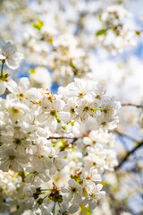 cherry blossom with white small flowers on a tree.