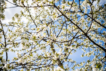 cherry blossom with white small flowers on a tree.