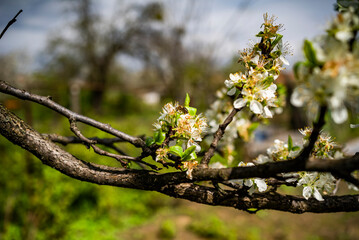flowering trees in the garden in early spring.
