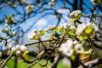 flowering trees in the garden in early spring.