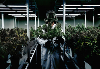 Scientist wearing a poisonous mask holding a cannabis flower and marijuana plant in the garden...