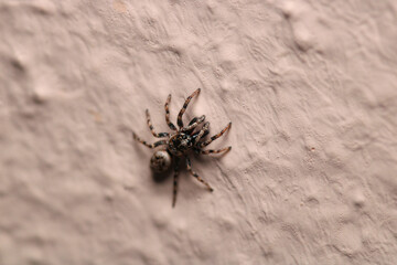 little jumping spider macro photo