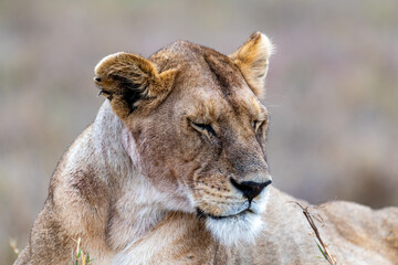 Fototapeta na wymiar Wild lioness in the Serengeti National Park in the heart of Africa