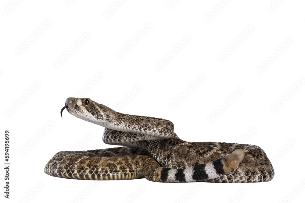 Poster side view of young daimondback rattlesnake aka crotalus atrox snake. isolated on white background. b