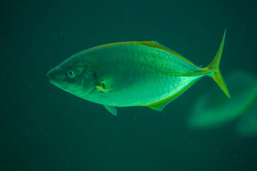 Big tropical fish in muddy waters. Soft focus, selective focus, close-up.