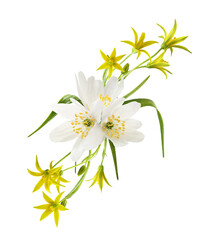 Floral arrangement with wild anemome flowers and gagea lutea isolated on white or transparent...