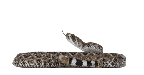 Side view of young Daimondback rattlesnake aka Crotalus atrox snake. Isolated on white background. Selective focus on tail end.