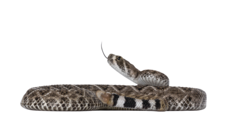 Side view of young Daimondback rattlesnake aka Crotalus atrox snake. Isolated on white background. Selective focus on tail end.