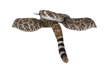 Side view of young Daimondback rattlesnake aka Crotalus atrox snake, hanging over edge showing tail end and head. Isolated on white background.