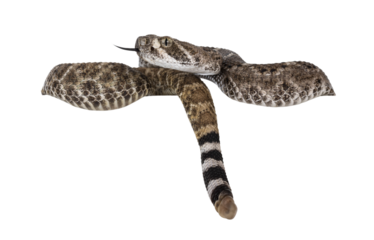 Side view of young Daimondback rattlesnake aka Crotalus atrox snake, hanging over edge showing tail end and head. Isolated on white background.