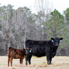 Angus cow-calf pair with Cu deficient calf © jackienix